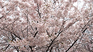 벚꽃 향기 가득한 응봉산 자유공원